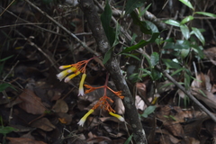 Palicourea marcgravii