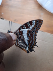 Charaxes brutus