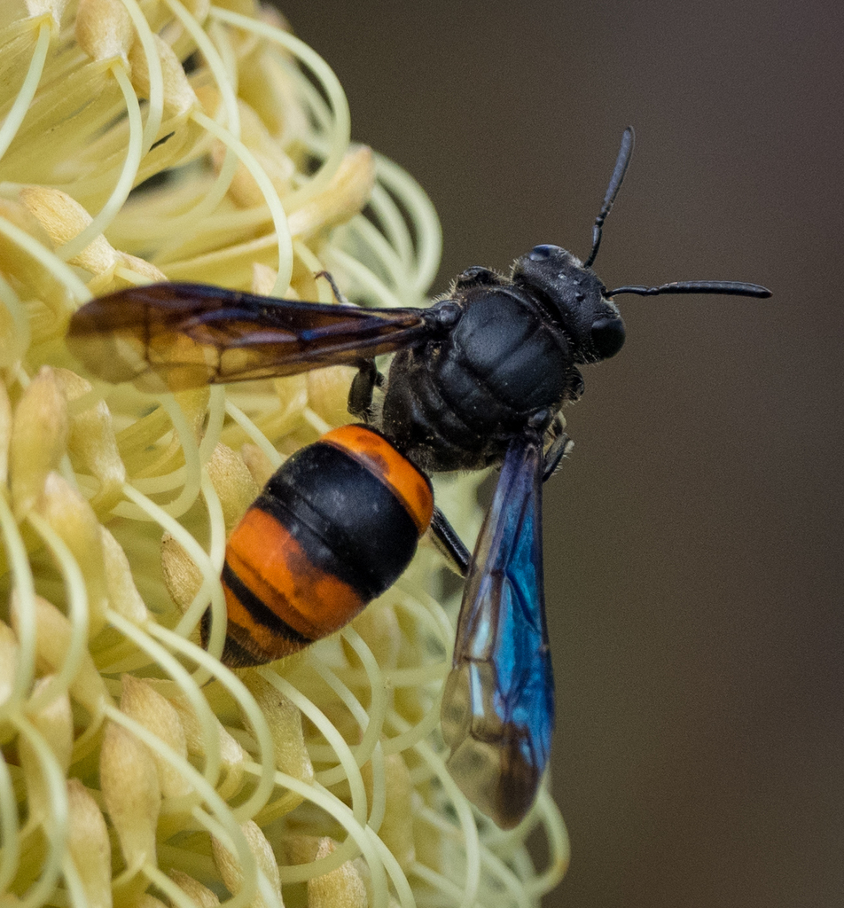 Common Wasp-mimic Bee from Lucaston TAS 7109, Australia on March 4 ...