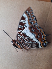 Charaxes brutus