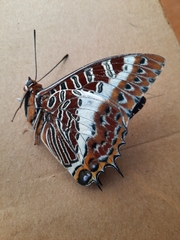Charaxes brutus