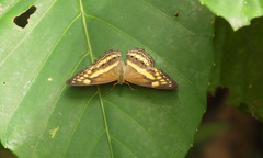 Algia fasciata