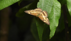 Algia fasciata