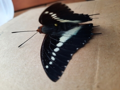 Charaxes brutus