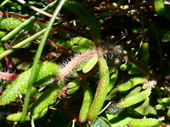Drosanthemum striatum