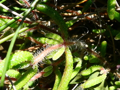Drosanthemum striatum