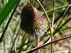 Drosanthemum striatum