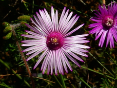 Drosanthemum striatum