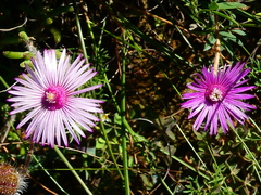 Drosanthemum striatum