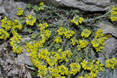 Alyssum serpyllifolium