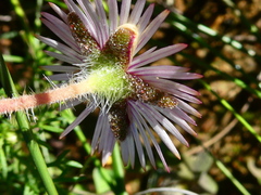 Drosanthemum striatum