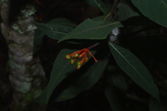Palicourea marcgravii