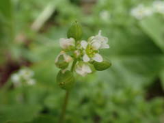Cochlearia danica