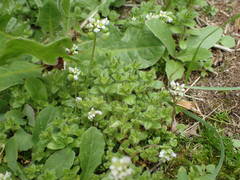 Cochlearia danica