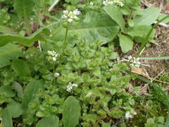 Cochlearia danica