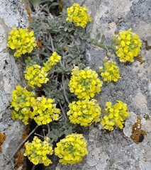 Alyssum serpyllifolium