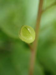 Cochlearia danica
