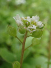 Cochlearia danica