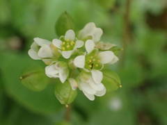 Cochlearia danica