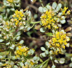 Alyssum serpyllifolium