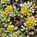 Alyssum serpyllifolium - Photo (c) faluke, some rights reserved (CC BY-NC), uploaded by faluke