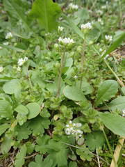 Cochlearia danica