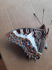 Charaxes brutus
