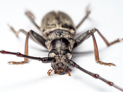 Tapinolachnus lacordairei