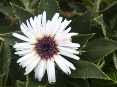 Macrolearia chathamica