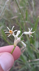 Tulbaghia leucantha