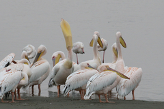 Pelecanus onocrotalus