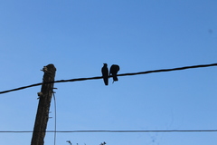 Corvus macrorhynchos culminatus