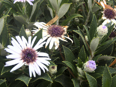 Macrolearia chathamica