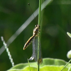 Suhpalacsa dietrichiae