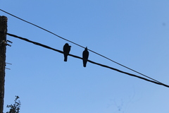 Corvus macrorhynchos culminatus