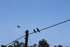 Corvus macrorhynchos culminatus