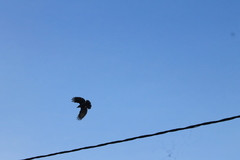 Corvus macrorhynchos culminatus