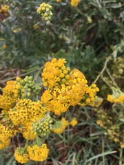 Senecio lanceus