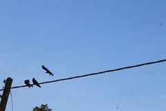 Corvus macrorhynchos culminatus