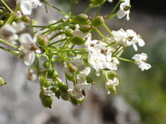 Kernera saxatilis