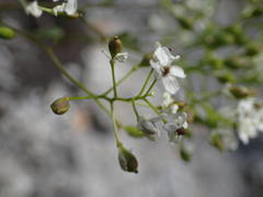 Kernera saxatilis