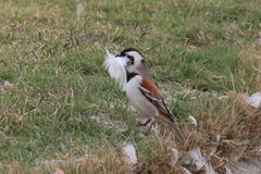 Passer melanurus damarensis