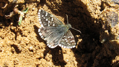 Pyrgus andromedae