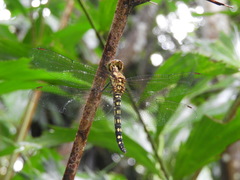 Hydrobasileus brevistylus