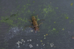 Spilotrogia fragilis