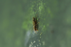 Spilotrogia fragilis