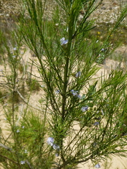 Psoralea elegans
