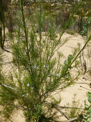 Psoralea elegans