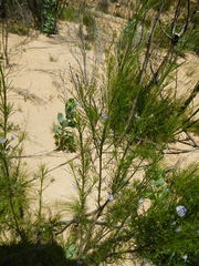 Psoralea elegans