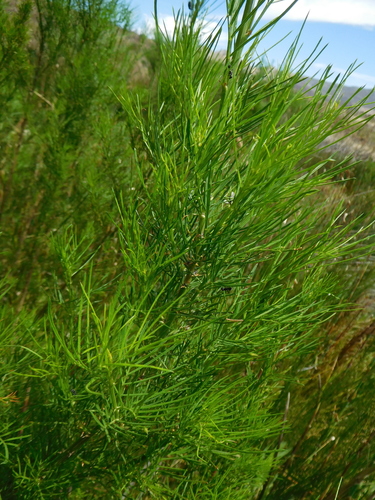 Elegant Fountainbush (Psoralea elegans)